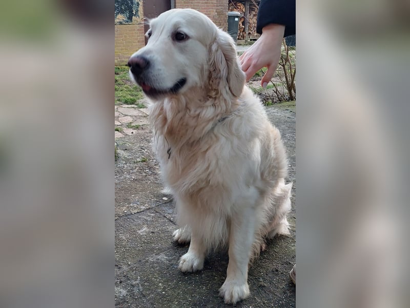 Golden-Retriever Welpen creme-weiß Wurfankündigung