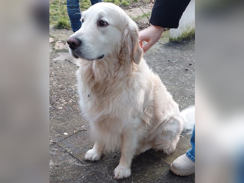Golden-Retriever Welpen creme-weiß Wurfankündigung