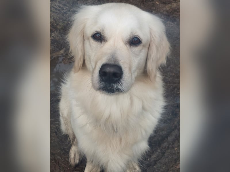Golden-Retriever Welpen creme-weiß Wurfankündigung