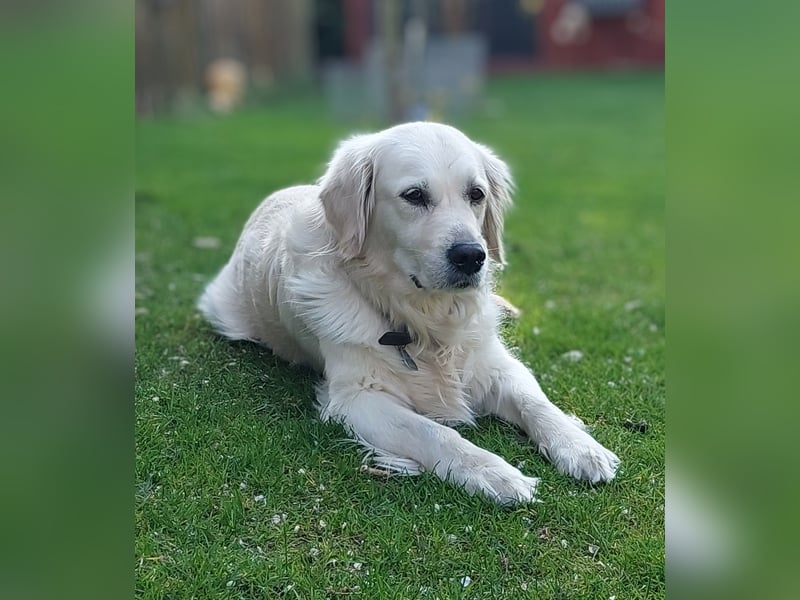 Golden-Retriever Welpen creme-weiß Wurfankündigung