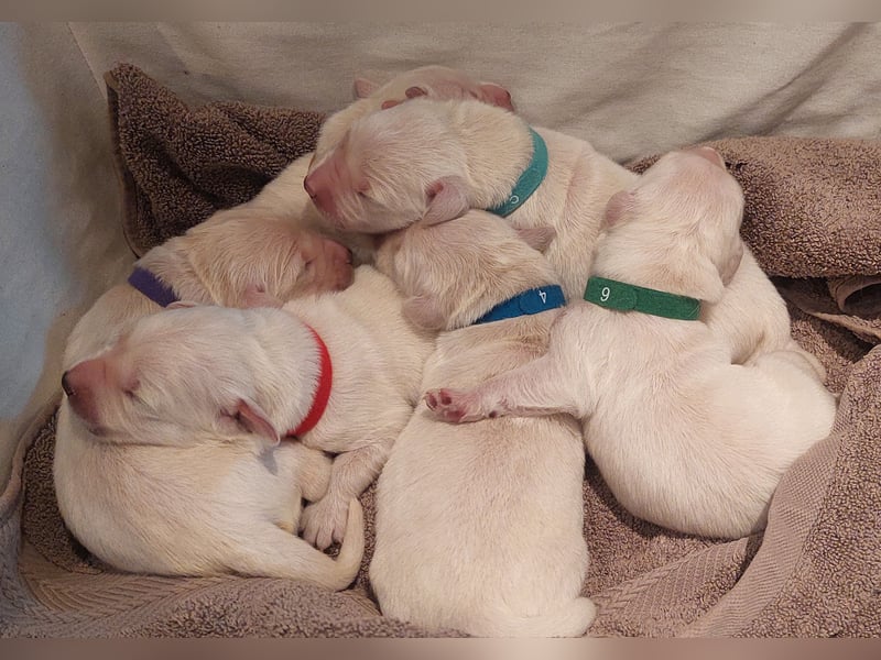 Golden-Retriever Welpen creme-weiß Wurfankündigung