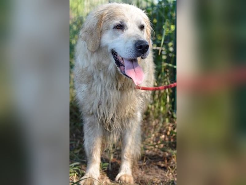 Golden Retrieverrüde Thor sucht eine hundeliebe Familie