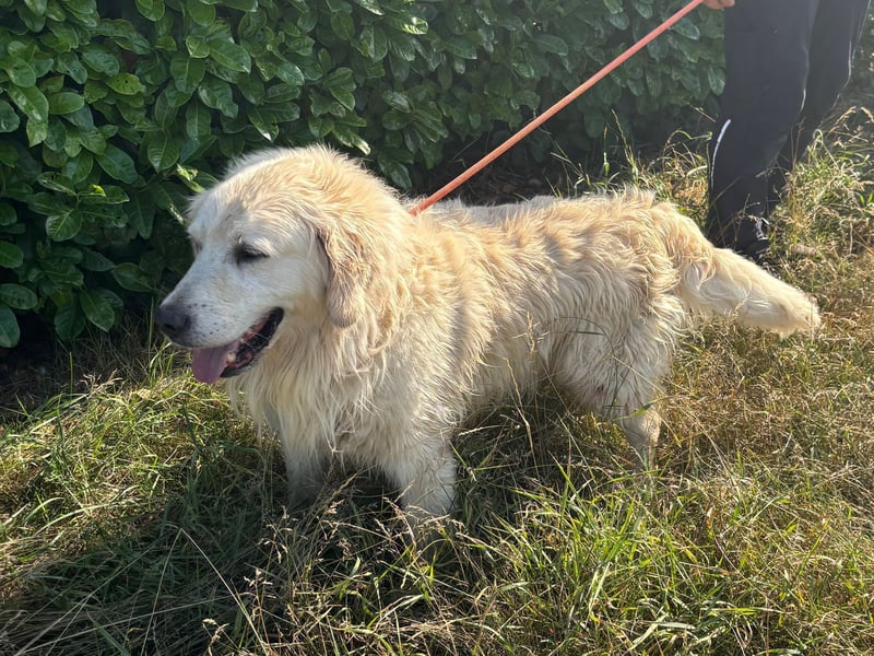 Golden Retrieverrüde Thor sucht eine hundeliebe Familie