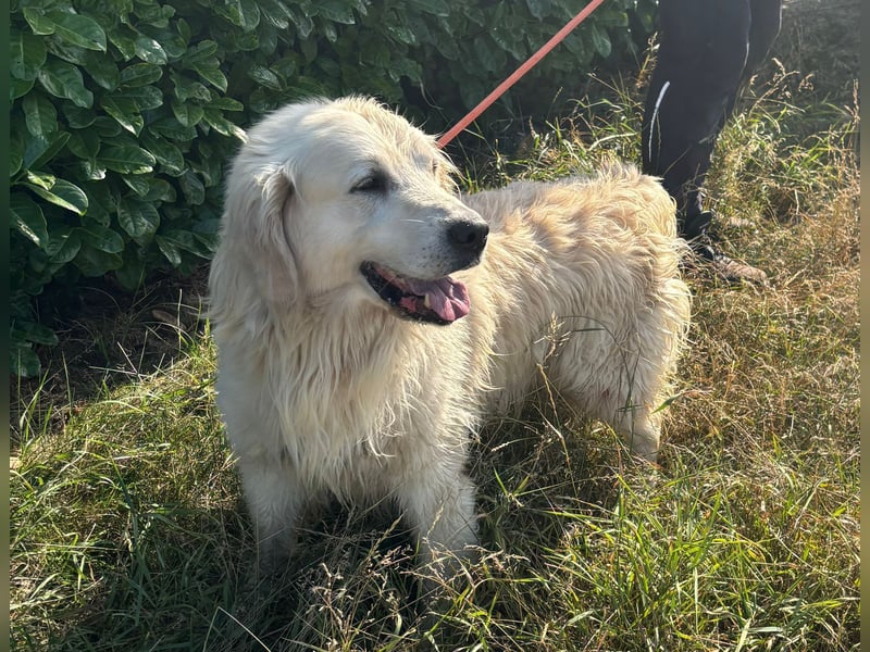 Golden Retrieverrüde Thor sucht eine hundeliebe Familie
