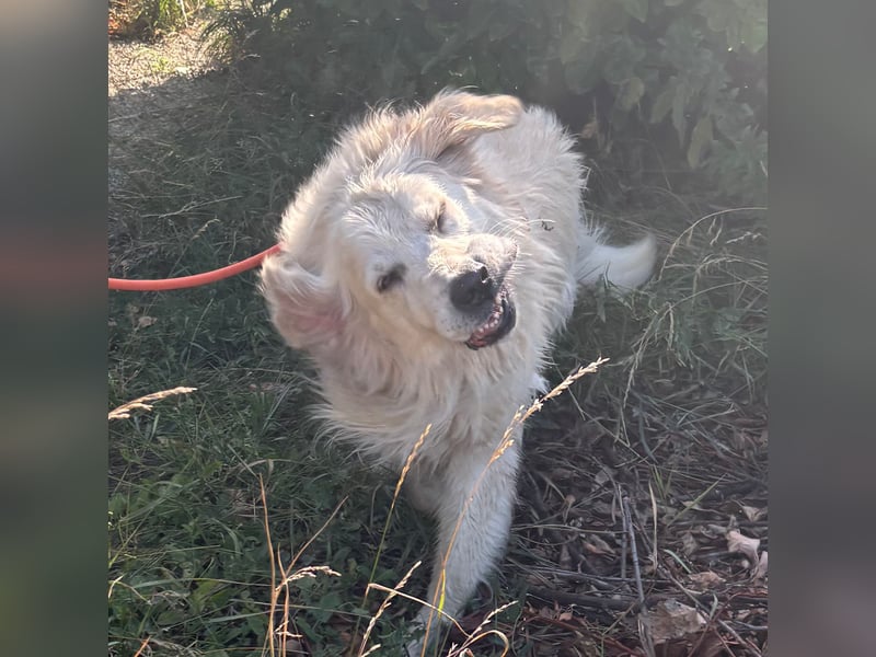 Golden Retrieverrüde Thor sucht eine hundeliebe Familie