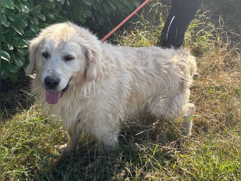 Golden Retrieverrüde Thor sucht eine hundeliebe Familie