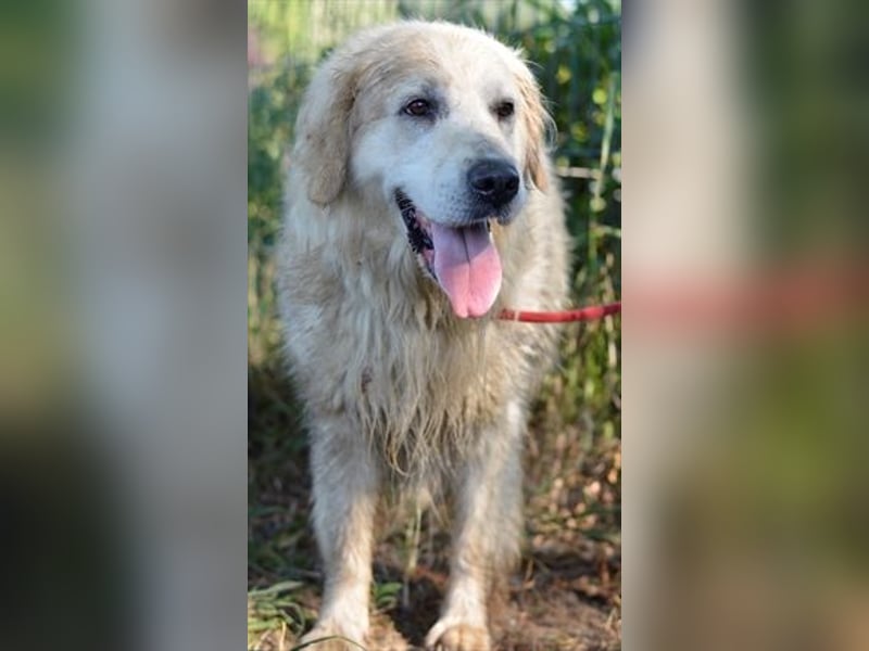 Golden Retrieverrüde Thor sucht eine hundeliebe Familie