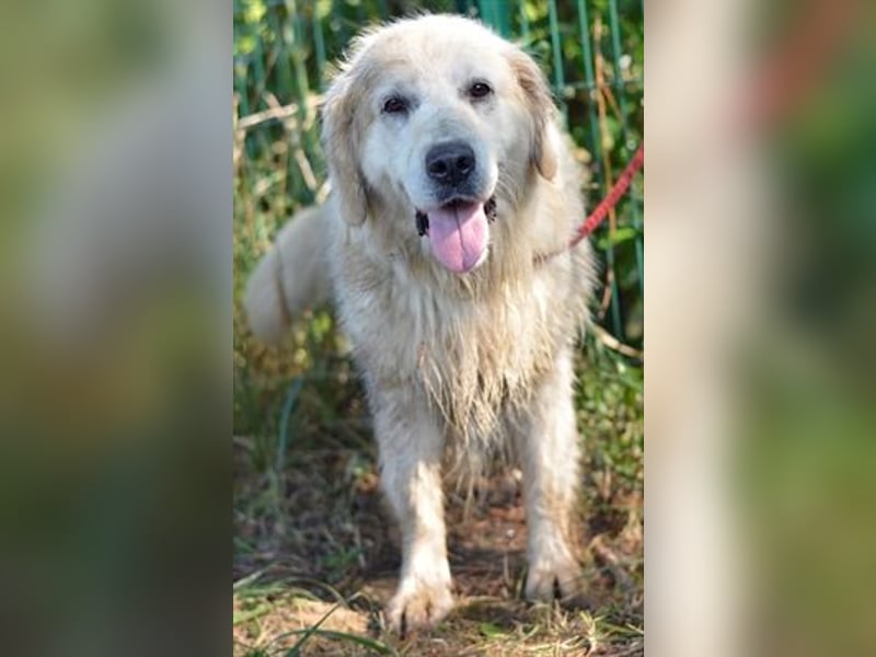 Golden Retrieverrüde Thor sucht eine hundeliebe Familie