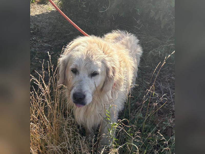 Golden Retrieverrüde Thor sucht eine hundeliebe Familie