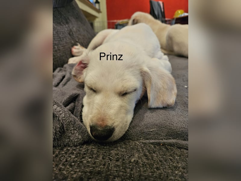 Prinz