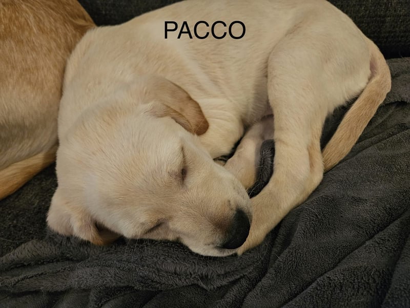 Pacco
