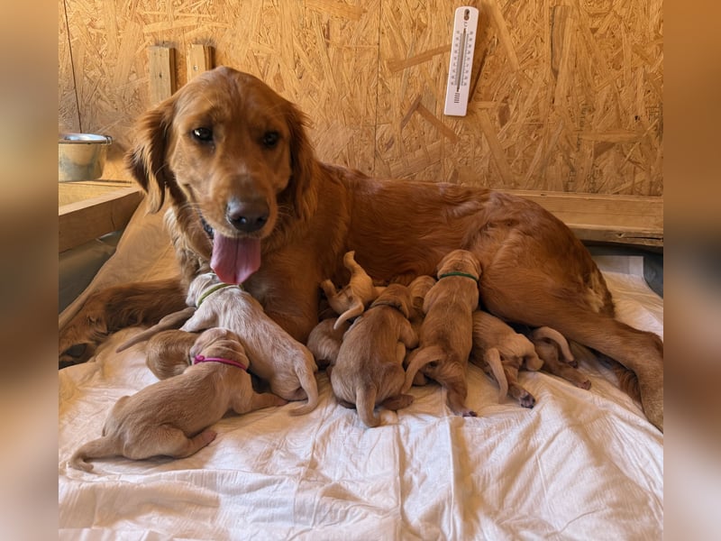 Golden Retriever Welpen reinrassig mit Papieren m, 1. Wurf top Verpaarung