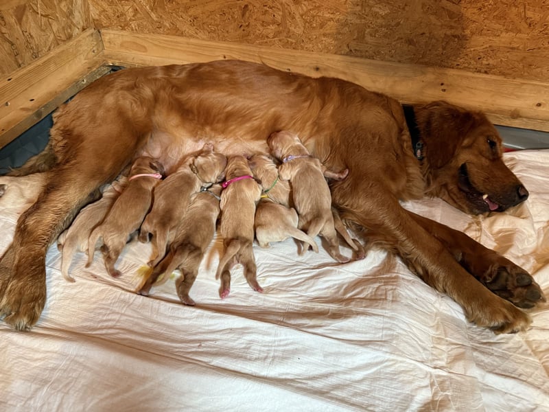 Golden Retriever Welpen reinrassig mit Papieren m, 1. Wurf top Verpaarung