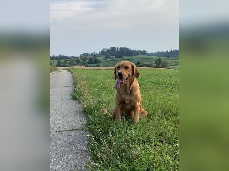 Golden Retriever Welpen reinrassig mit Papieren m, 1. Wurf top Verpaarung