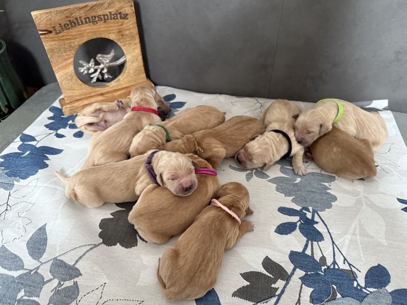 Golden Retriever Welpen reinrassig mit Papieren m, 1. Wurf top Verpaarung