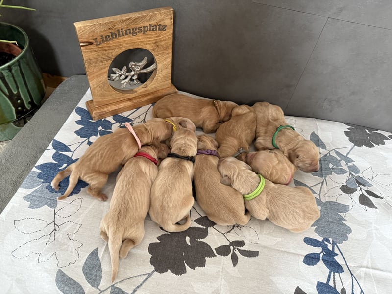 Golden Retriever Welpen reinrassig mit Papieren m, 1. Wurf top Verpaarung