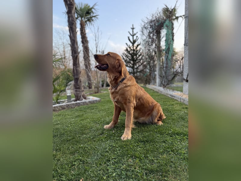 Golden Retriever Welpen reinrassig mit Papieren m, 1. Wurf top Verpaarung