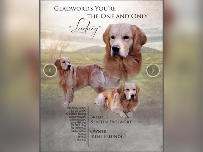 Golden Retriever Welpen reinrassig mit Papieren m, 1. Wurf top Verpaarung