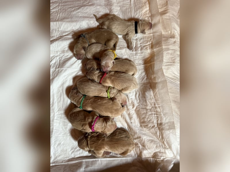 Golden Retriever Welpen reinrassig mit Papieren m, 1. Wurf top Verpaarung