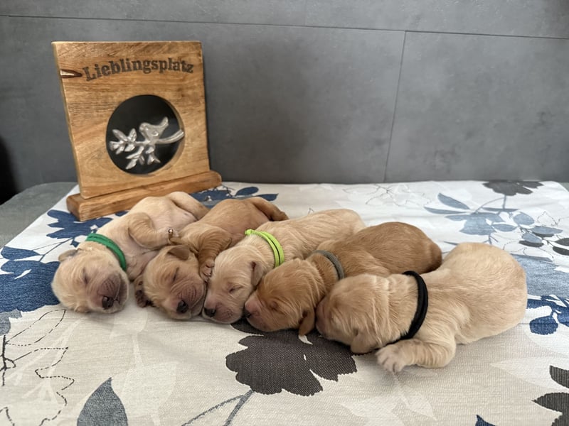 Golden Retriever Welpen reinrassig mit Papieren m, 1. Wurf top Verpaarung