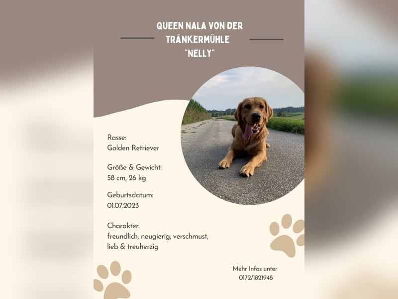 Golden Retriever Welpen reinrassig mit Papieren m, 1. Wurf top Verpaarung