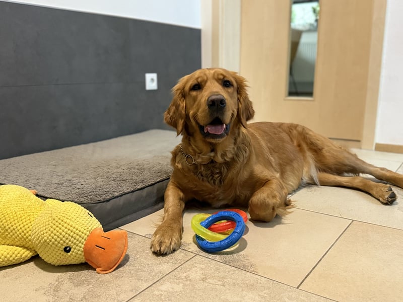 Golden Retriever Welpen reinrassig mit Papieren m, 1. Wurf top Verpaarung