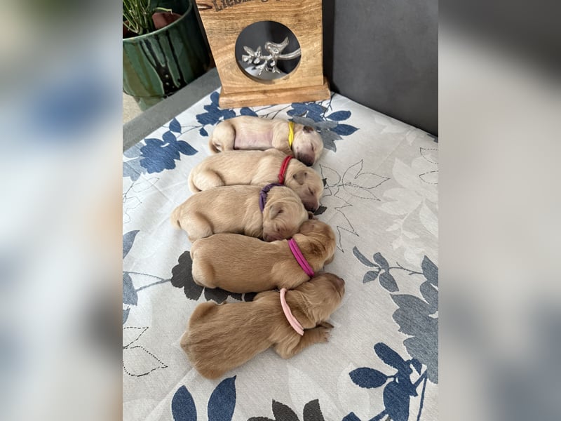 Golden Retriever Welpen reinrassig mit Papieren m, 1. Wurf top Verpaarung