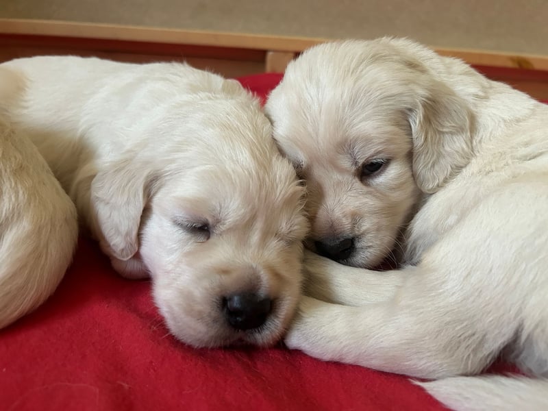 Zuckersüße Golden Retriever Welpen