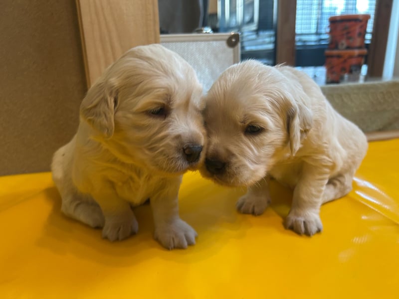 Zuckersüße Golden Retriever Welpen