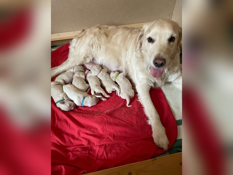 Zuckersüße Golden Retriever Welpen