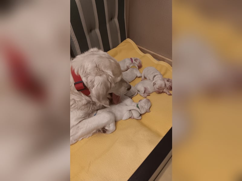 Zuckersüße Golden Retriever Welpen