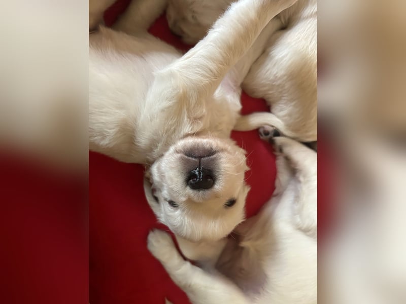 Zuckersüße Golden Retriever Welpen