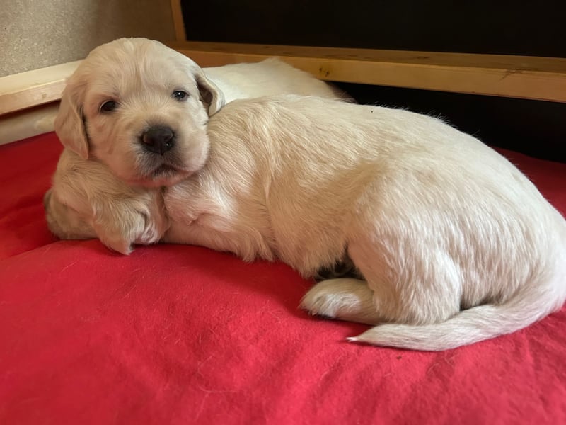 Zuckersüße Golden Retriever Welpen