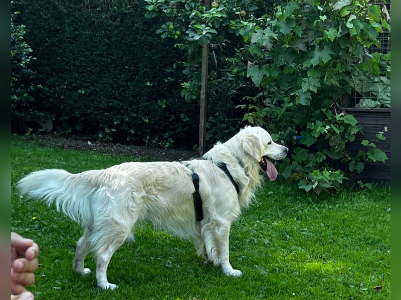 Liebevoll und Erfahrener Golden Retriever Deckrüde