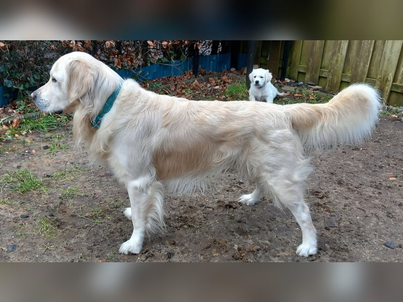 Liebevoll und Erfahrener Golden Retriever Deckrüde
