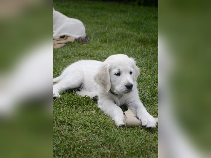Liebevoll und Erfahrener Golden Retriever Deckrüde