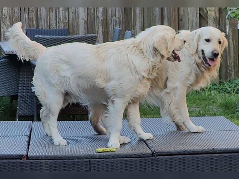 Liebevoll und Erfahrener Golden Retriever Deckrüde
