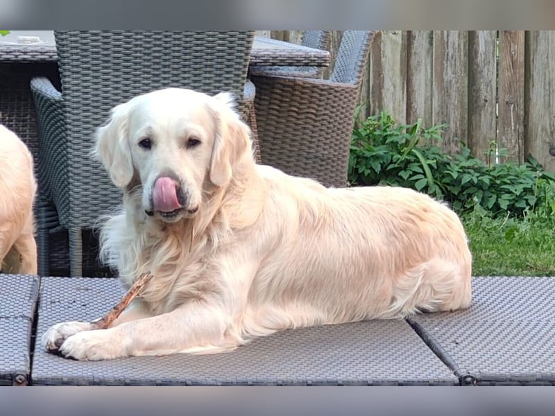 Liebevoll und Erfahrener Golden Retriever Deckrüde