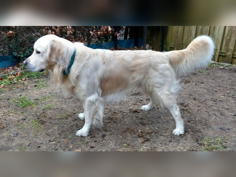 Liebevoll und Erfahrener Golden Retriever Deckrüde