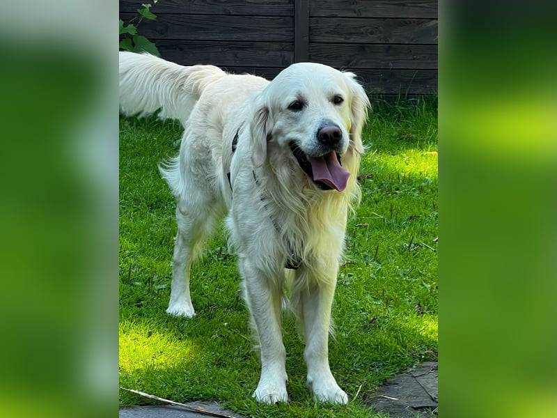 Liebevoll und Erfahrener Golden Retriever Deckrüde