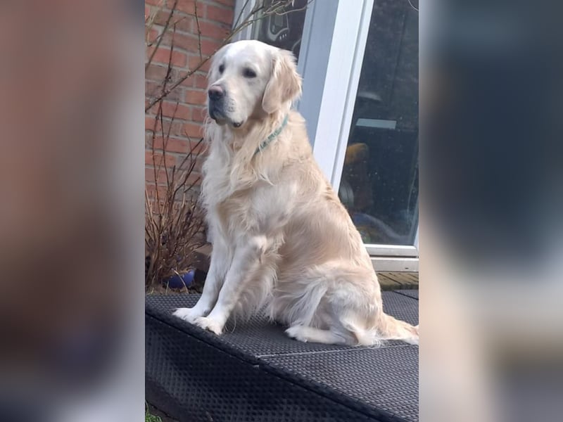 Liebevoll und Erfahrener Golden Retriever Deckrüde