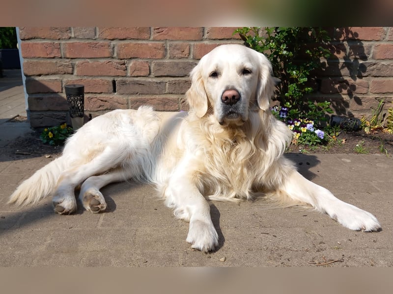 Liebevoll und Erfahrener Golden Retriever Deckrüde