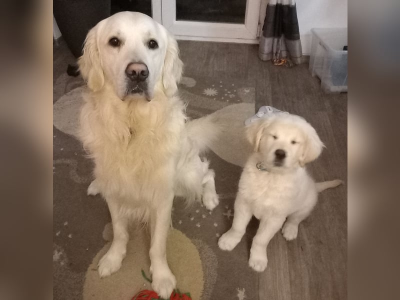 Liebevoll und Erfahrener Golden Retriever Deckrüde