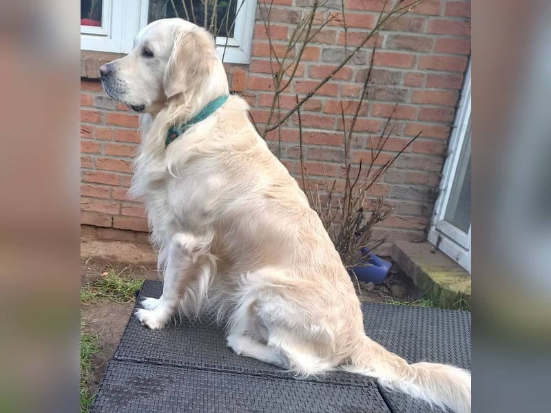 Liebevoll und Erfahrener Golden Retriever Deckrüde
