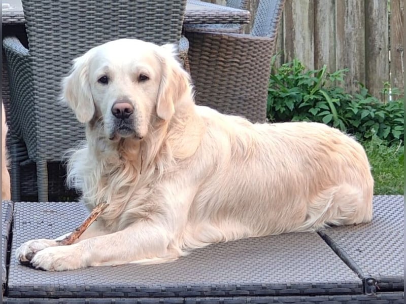 Liebevoll und Erfahrener Golden Retriever Deckrüde
