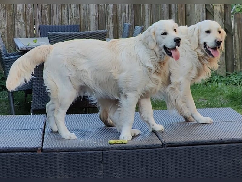 Liebevoll und Erfahrener Golden Retriever Deckrüde