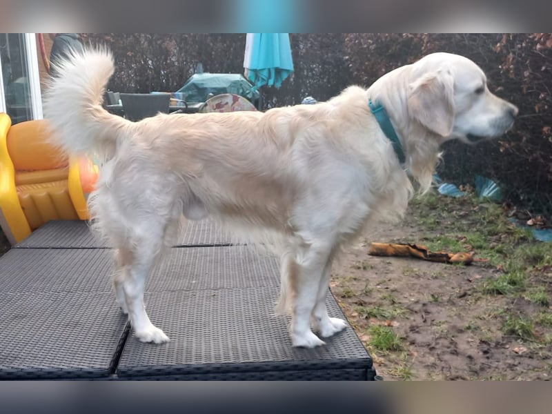 Liebevoll und Erfahrener Golden Retriever Deckrüde
