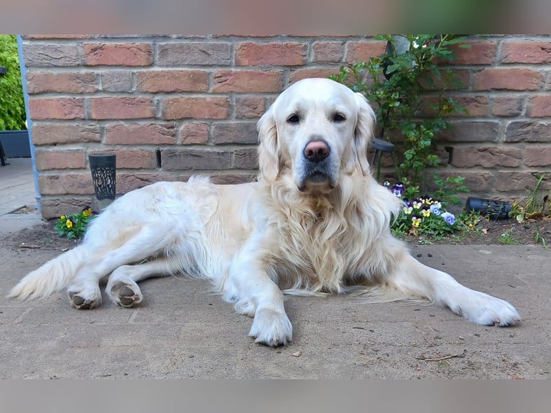 Liebevoll und Erfahrener Golden Retriever Deckrüde
