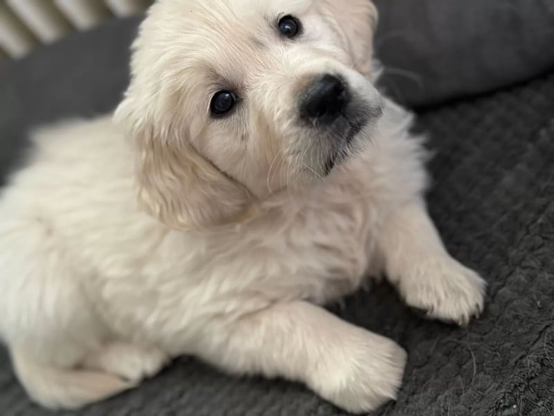 Golden Retriever Deckrüde mit Ahnentafel