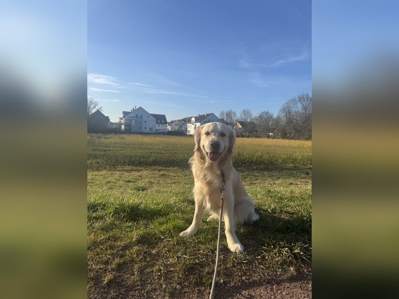 Golden Retriever Deckrüde mit Ahnentafel
